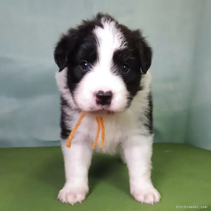 A.S 様のお迎えした子犬