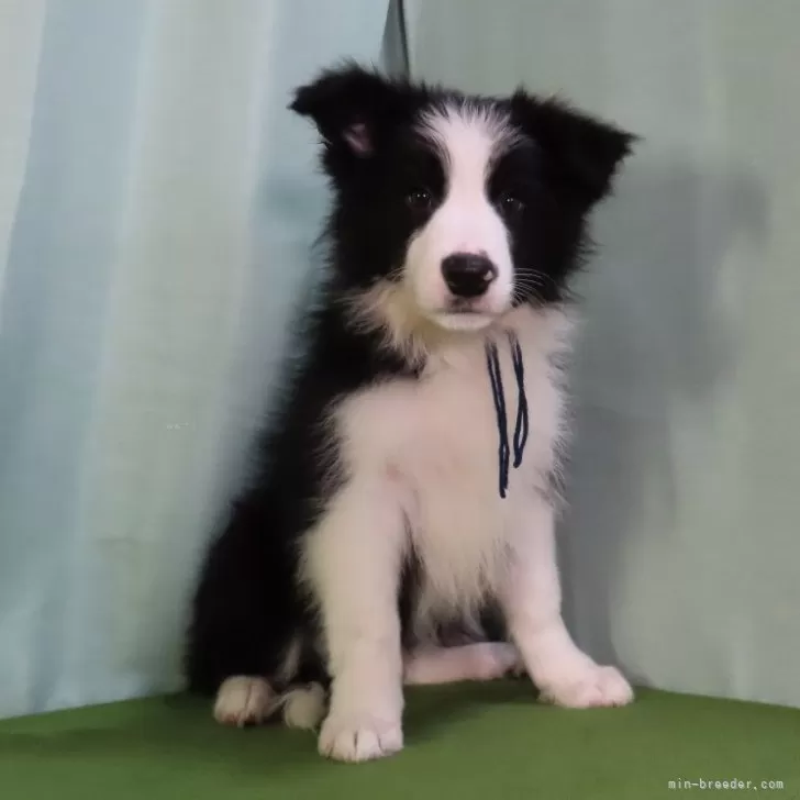 ID:2410-04446の子犬