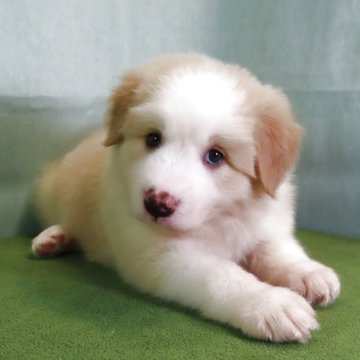 ボーダーコリー【茨城県・男の子・2025年5月8日・レッド&ホワイト】の写真「元気いっぱいかわいい男の子」