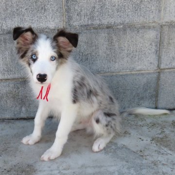 ボーダーコリー【茨城県・男の子・2025年7月3日・ブルーマール】の写真「かっこいいお顔の男の子」