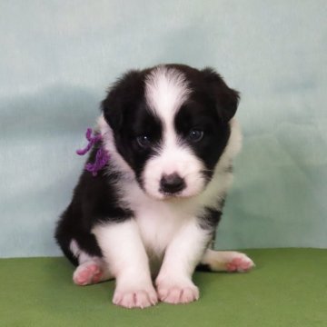 ボーダーコリー【茨城県・女の子・2025年5月8日・ブラック&ホワイト】の写真「キュートな女の子。」