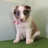ボーダーコリー