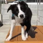 ボーダーコリー