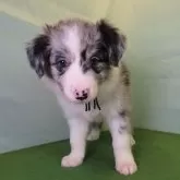 ボーダーコリー