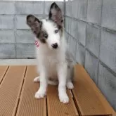 ボーダーコリー