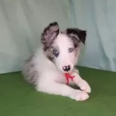 ボーダーコリー