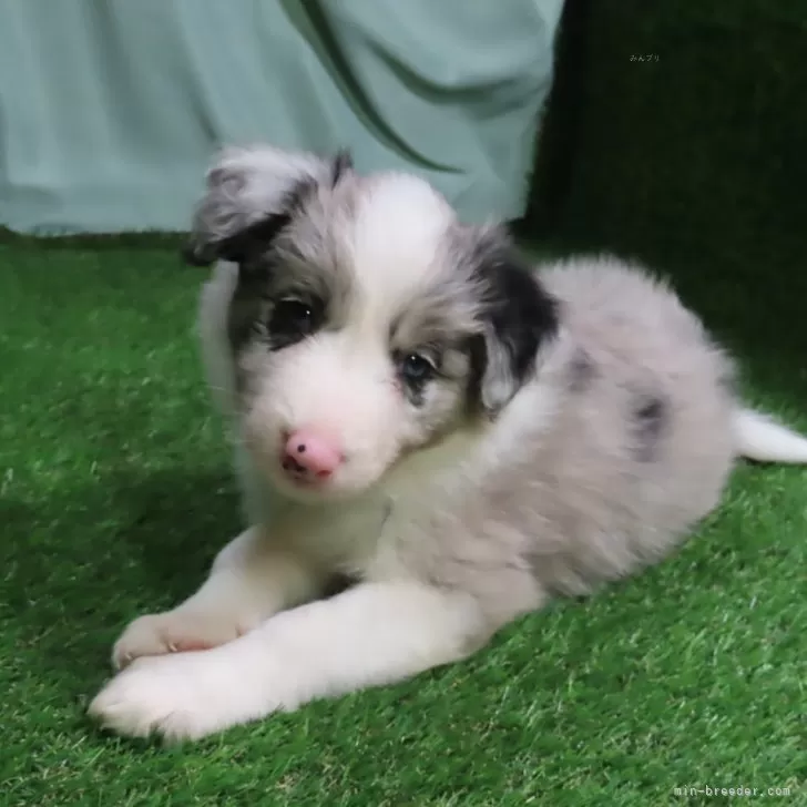 ID:2407-08396の子犬