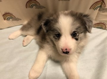 ボーダーコリー【茨城県・女の子・2021年10月6日・ブルーマール】の写真「柄のきれいな美人さん」