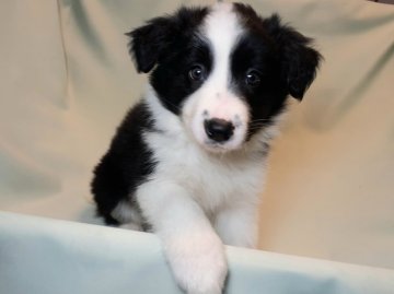 ボーダーコリー【茨城県・男の子・2021年10月6日・ブラック&ホワイト】の写真「元気もりもりな男の子」