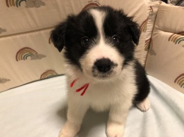 ボーダーコリー【茨城県・女の子・2021年10月6日・ブラック&ホワイト】の写真「きれいな顔立ちの女の子。」