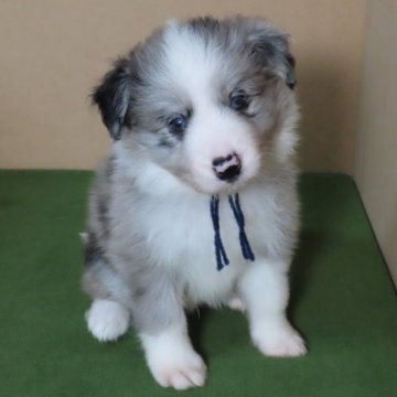 ボーダーコリー【茨城県・男の子・2023年5月16日・ブルーマール】の写真「紺色リボンの男の子６頭姉弟の５番目」