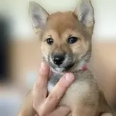 豆柴