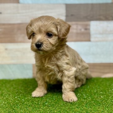 マルプー(トイプードル×マルチーズ)【石川県・女の子・2025年11月1日・アプリコット】の写真「元気いっぱいな女の子」