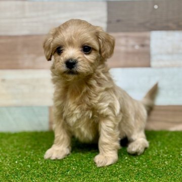 マルプー(トイプードル×マルチーズ)【石川県・女の子・2025年11月1日・アプリコット】の写真「小さめの女の子」