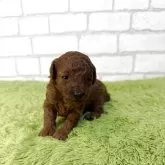 トイプードル(トイ)