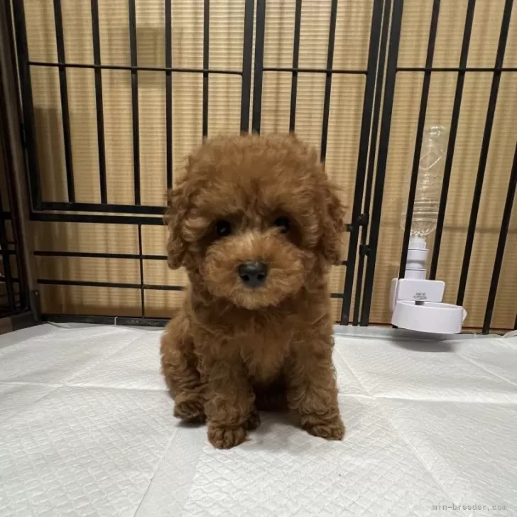 ID:2406-01576の子犬