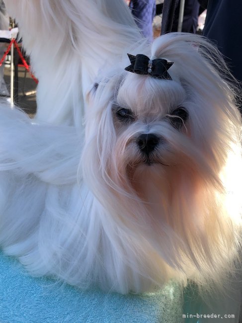 横山　綾華(よこやま　あやか)ブリーダー(宮崎県・JKC登録)の紹介写真9