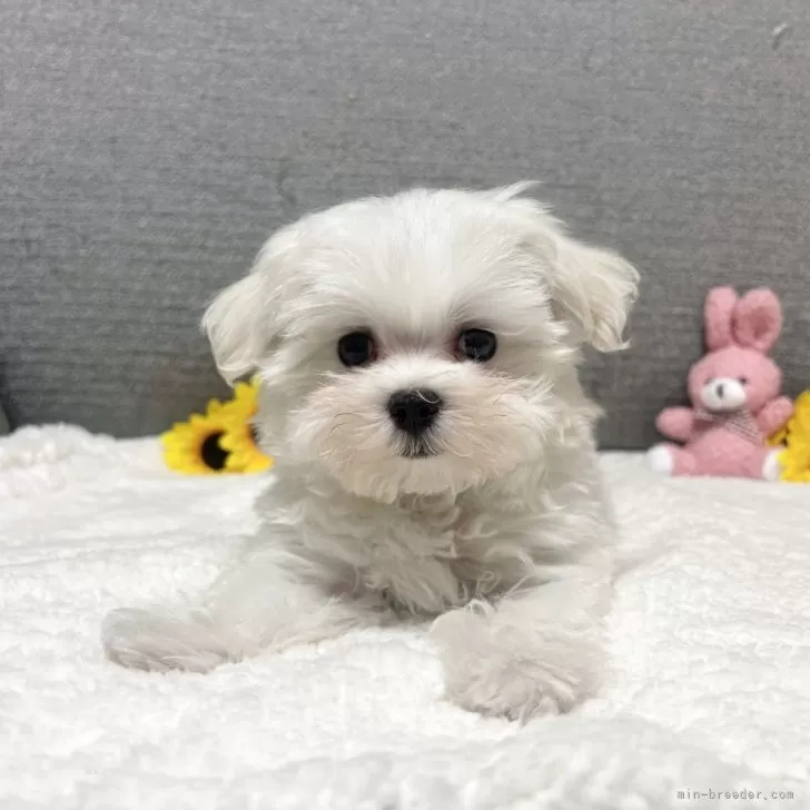 Y.T 様のお迎えした子犬