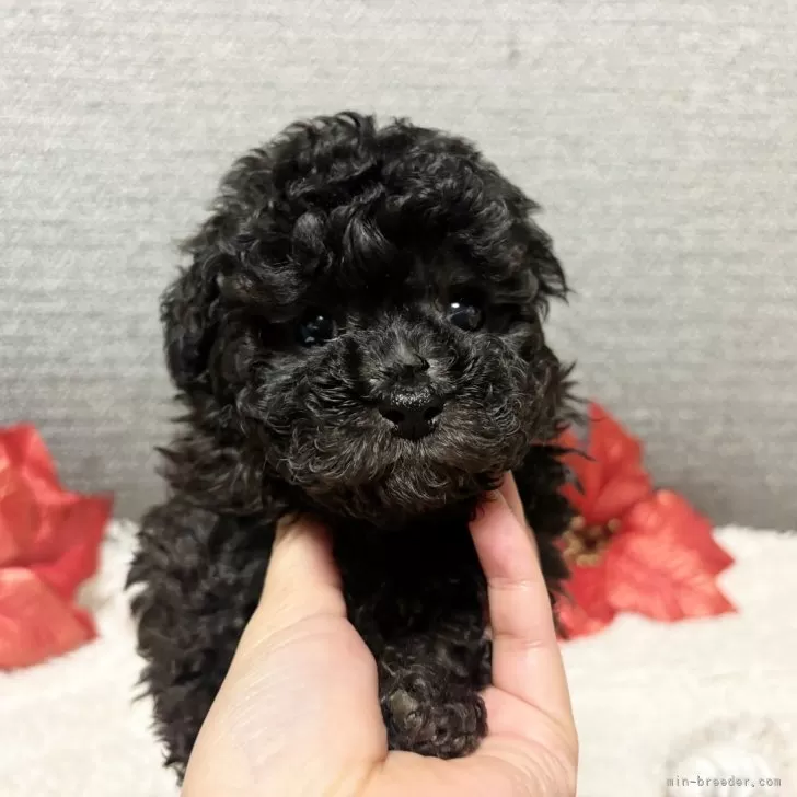 ID:2501-05685の子犬