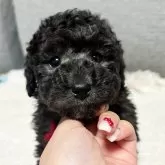 トイプードル(トイ)【宮崎県・男の子・2024年12月14日・シルバー】の写真1