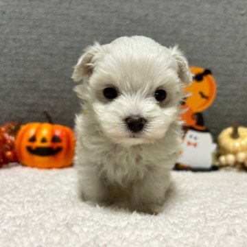 マルチーズ【宮崎県・女の子・2024年8月9日・ホワイト】の写真「ぽてぽて歩きの女の子♡」