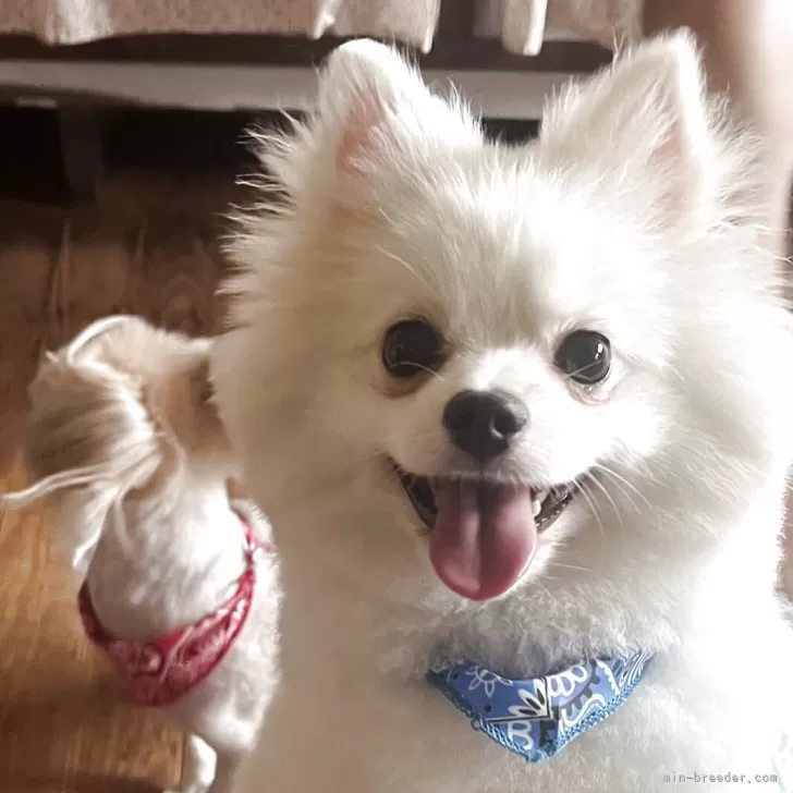 ID：2506-05305の子犬