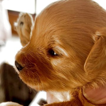 ポメプー(ポメラニアン×トイプードル)【東京都・男の子・2025年11月25日・レッド】の写真「マズルの詰まった可愛お顔です♥️」