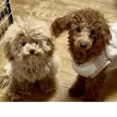 ダップー(ダックスフンド×トイプードル)【東京都・女の子・2024年2月3日・レッド】の写真5「皆んなと仲良く出来ます^ ^」