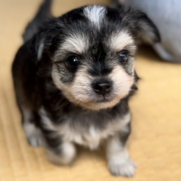 チワプー【東京都・女の子・2023年2月16日・ブラックタン】の写真「掲載期間4月9日迄と一旦終了させて頂きます」