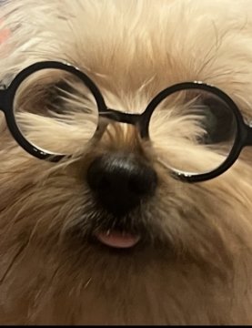 ポンキー(ポメラニアン✖️ヨークシャテリア)【東京都・女の子・2023年7月2日・オレンジ】の写真「穏やかで賢く甘ちゃん過ぎずに程良い距離感🧡」