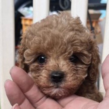 マルプー【東京都・女の子・2023年7月13日・レッド】の写真「おてんば可愛い女の子♡トイレトレーニング済」