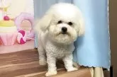 ボロニーズ【福岡県・女の子・2024年9月26日・ホワイト】の写真10