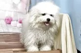 ボロニーズ【福岡県・女の子・2024年9月26日・ホワイト】の写真11