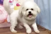 ボロニーズ【福岡県・女の子・2024年9月26日・ホワイト】の写真12