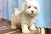 ハバニーズ【福岡県・女の子・2025年5月22日・クリーム】の写真12