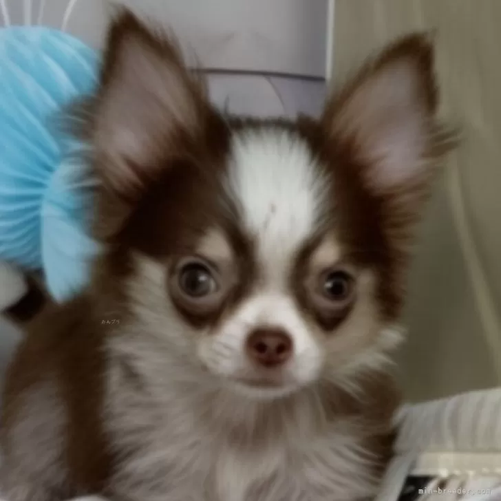 ID:2410-02519の子犬