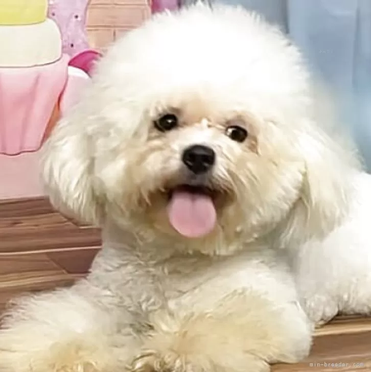 ボロニーズ【福岡県・女の子・2024年9月26日・ホワイト】の写真1