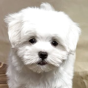 マルチーズ【福岡県・男の子・2025年3月12日・ホワイト】の写真「人懐こく活発で甘えん坊です」
