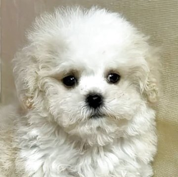 ボロニーズ【福岡県・男の子・2025年3月12日・ホワイト】の写真「凄く小さくて元気な男の子兄妹で遊んでいます」