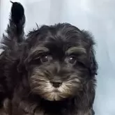 ハバニーズ