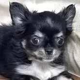 チワワ(ロング)