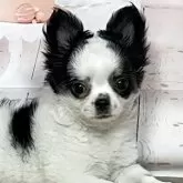 チワワ(ロング)