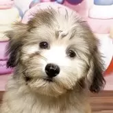 ハバニーズ