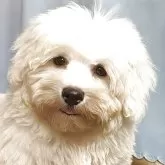 ハバニーズ