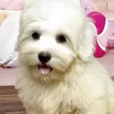 ハバニーズ