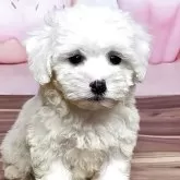 ハバニーズ
