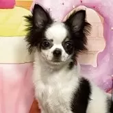 チワワ(ロング)