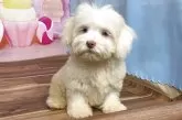 ハバニーズ【福岡県・女の子・2025年5月22日・クリーム】の写真3