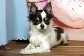 チワワ(ロング)【福岡県・女の子・2025年4月5日・ホワイト&ブラック・タン】の写真6