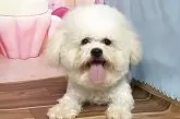 ボロニーズ【福岡県・女の子・2024年9月26日・ホワイト】の写真6